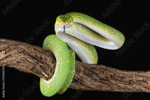 a green tree python wrapped around a branch with its tongue out about to strike against a black background