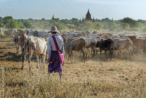 Farmer leading cowherd to her village at sunset, Bagan, Myanmar