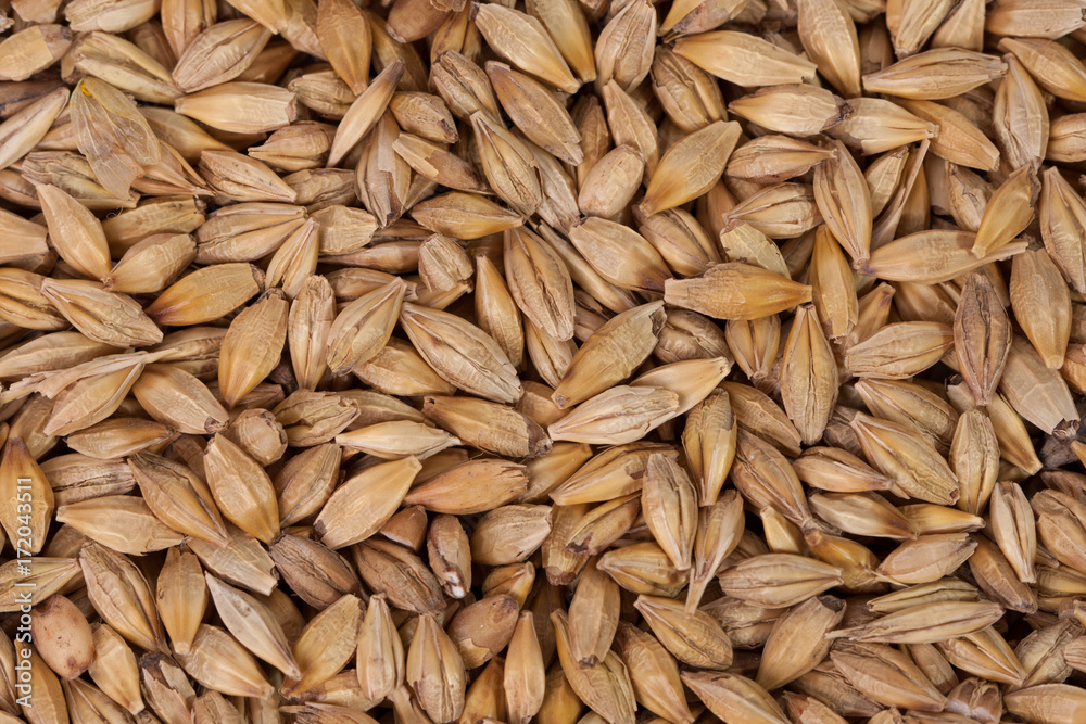 Barley beans. Grains of malt close-up. Barley on sacking background. Food and agriculture concept. Barley beans. Grains of malt close-up. Barley on sacking background. Food and agriculture concept.