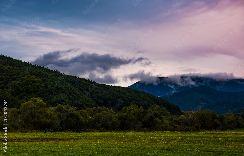 rising clouds in valley at dawn. horses grazing on the meadow near the hill. mysterious countryside scenery