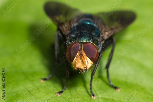 Close up Head of blow fly.