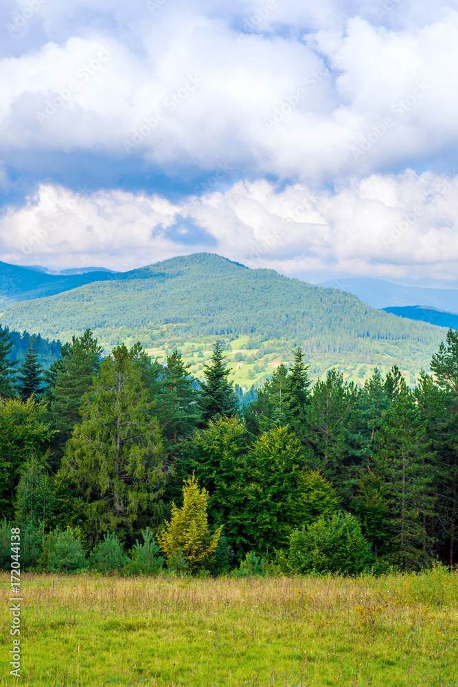 Obraz premium Photo of green forest and valley in Carpathian mountains