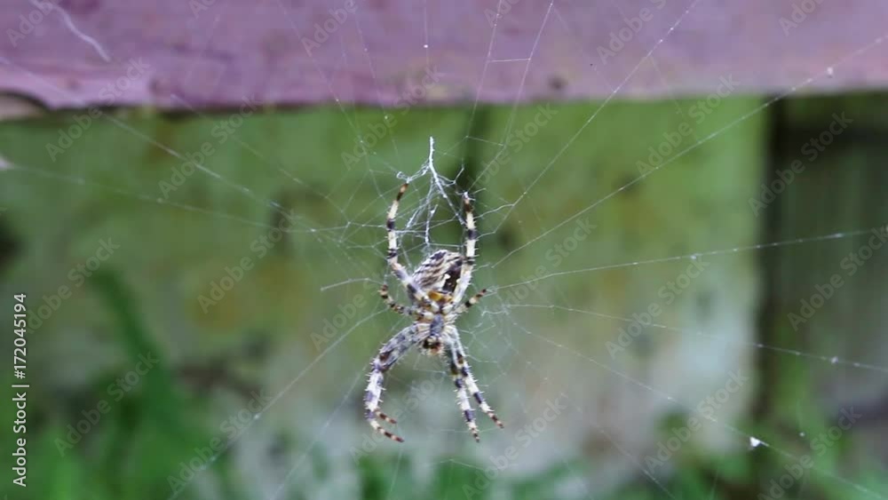 Beautiful Black and Yellow Spider Swings Slowly in his woven web in the countryside Beautiful Black and Yellow Spider Swings Slowly in his woven web in the countryside