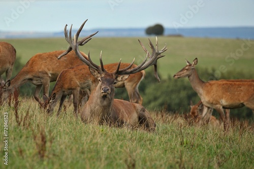 Red deer male with his group during the deer rut in the nature habitat of Czech Republic, european wildlife, wild europa, deer rut, Cervus elaphus.