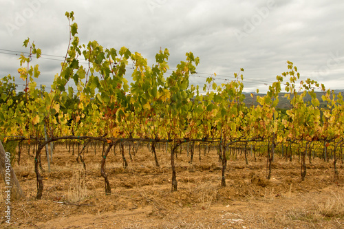 drought vineyard