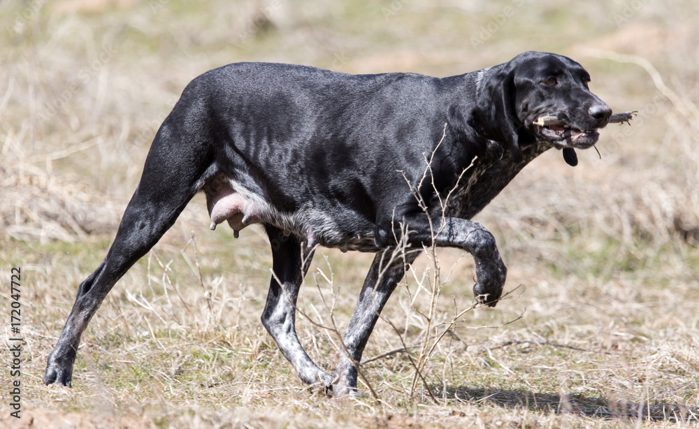 Dog playing with a stick on nature Dog playing with a stick on nature