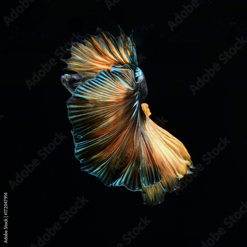 Close-up colorful texture of fighting fish,texture background