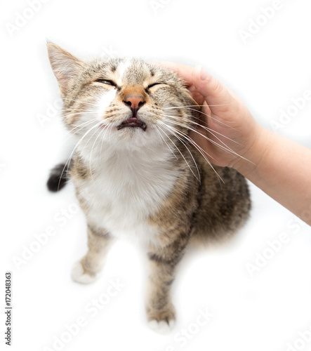 Fototapeta Naklejka Na Ścianę i Meble -  Man caresses a cat on a white background