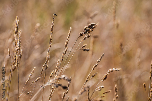Background of feather grass. Nature fields and steppes of Europe.