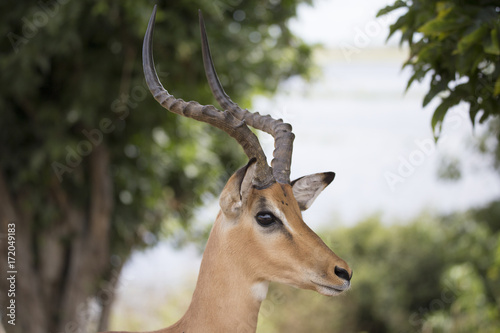 Impala close up 