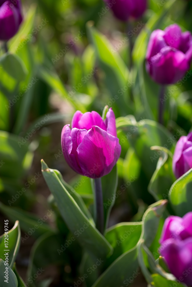 Fototapeta premium Beautiful purple tulips in nature