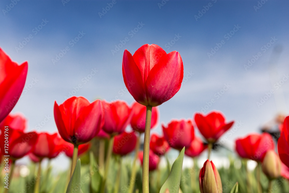 Red tulips against the blue sky in the nature Red tulips against the blue sky in the nature