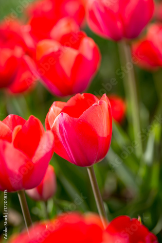 Beautiful red tulips in nature