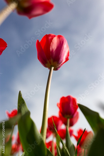 Red tulips against the blue sky in the nature