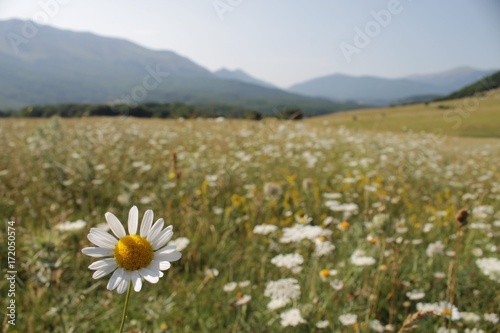 A chamomile in the mountains