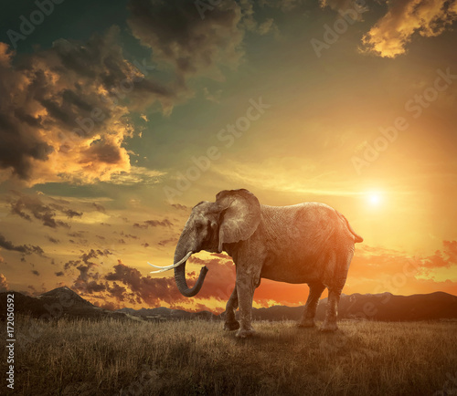 Elephant with trunks and big ears outdoor under sunlight.