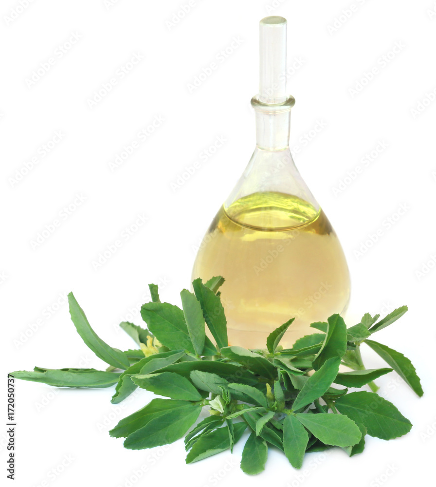 Fenugreek leaves with essential oil Fenugreek leaves with essential oil