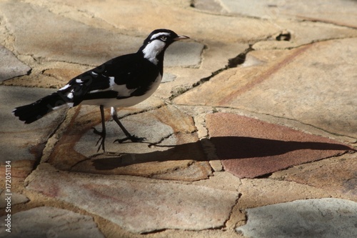 Black and white colored magpie-lark on yellow flagstone background photo