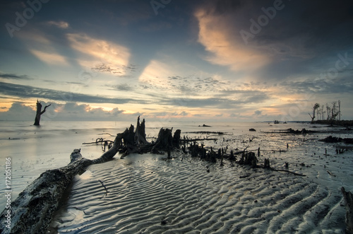 Dead mangroves along Kelanang Beach during beautiful sunset. photo
