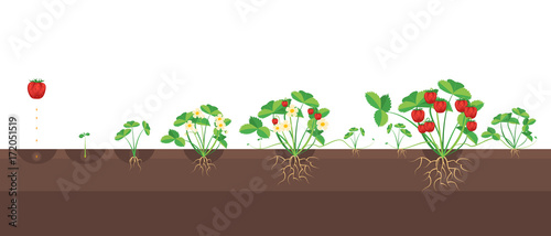 Cartoon Growth Stages Of Strawberries. Vector