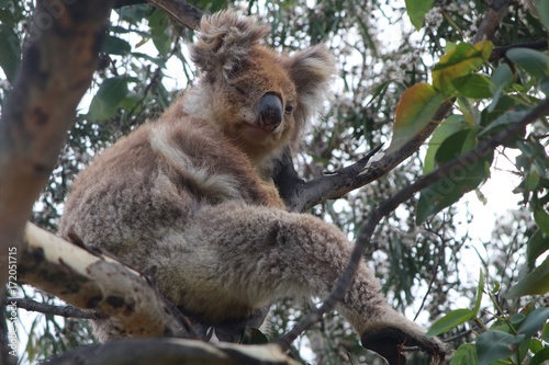 Koala waking up and looking at the troublemaker with one eye