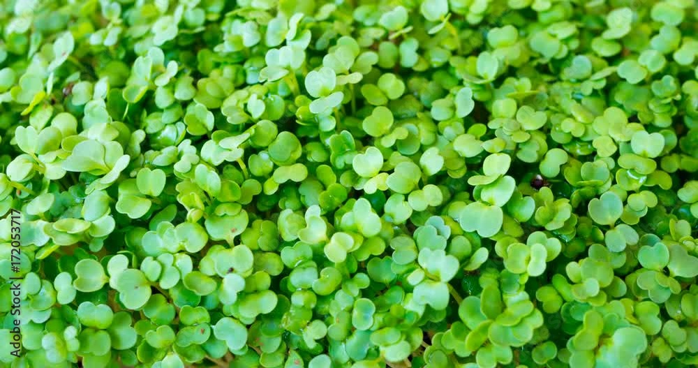 Mircogreens arugula from seeds to salad in time lapse are growing. Green grass. Dew on the grass. Germinated arugula seeds as healthy micro greens. Seedling plants Mircogreens arugula from seeds to salad in time lapse are growing. Green grass. Dew on the grass. Germinated arugula seeds as healthy micro greens. Seedling plants