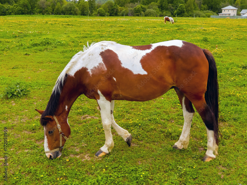 horse eating grass on a green meadow horse eating grass on a green meadow
