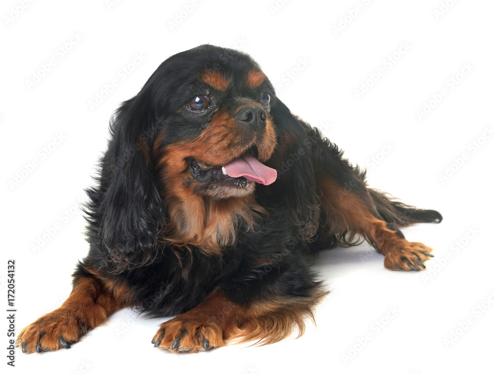 black and tan cavalier king charles