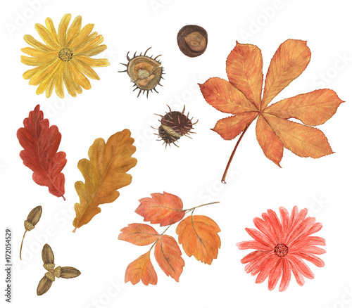 Watercolor painting autumn leaves collection. 
