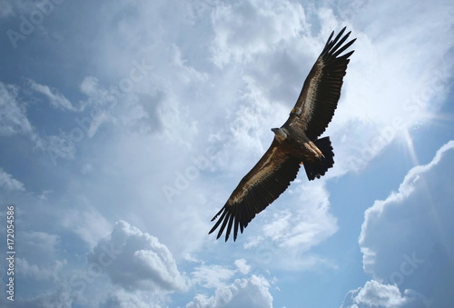 Griffon vulture
