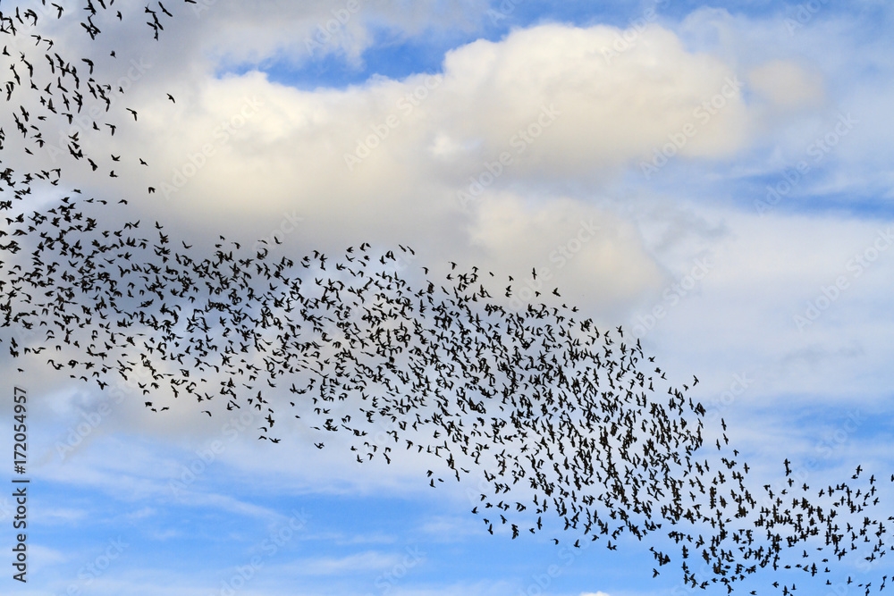 Fototapeta premium tornado from the birds in the sky