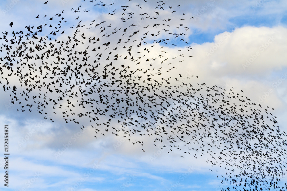 Naklejka premium tornado od ptaków na niebie z chmurami