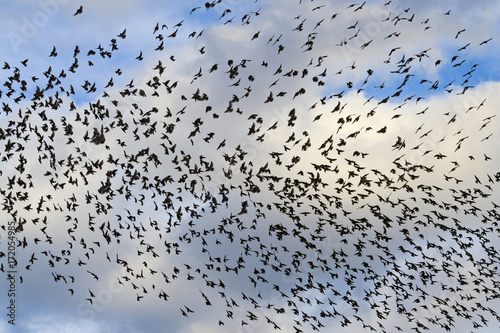 starlings in the sky with clouds