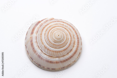 Seashell on the white background