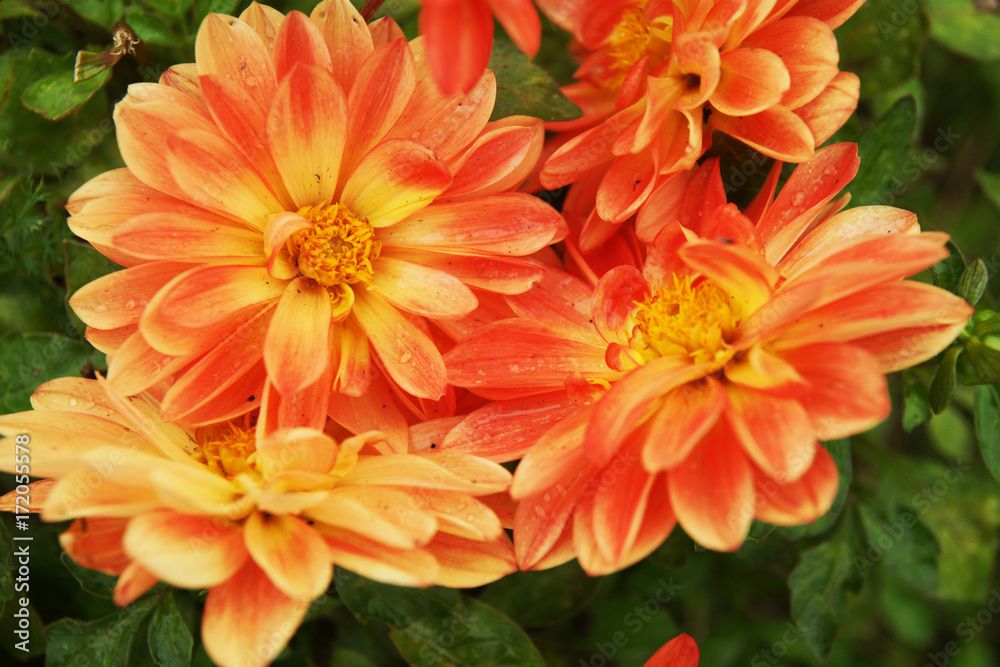 Bright dahlias Bright dahlias