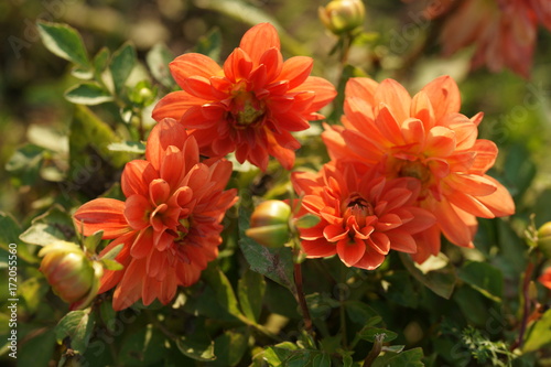 Fototapeta Naklejka Na Ścianę i Meble -  Bright dahlias