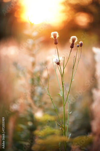 vintage autumn nature wild meadow flowers in sunny field