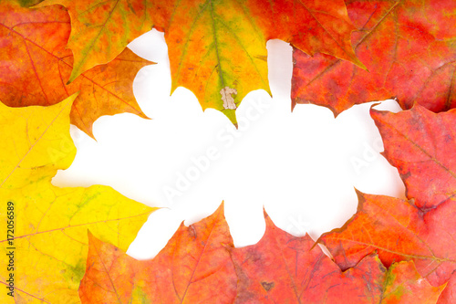 Autumnal frame - brightly colored leaves on a white background with copy space