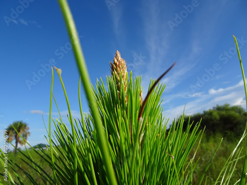 fern tree and blue skies i photo