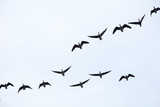 The birds in the sky