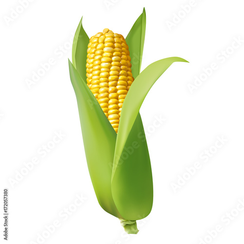 Realistic corn cobs on white background. Vector set.