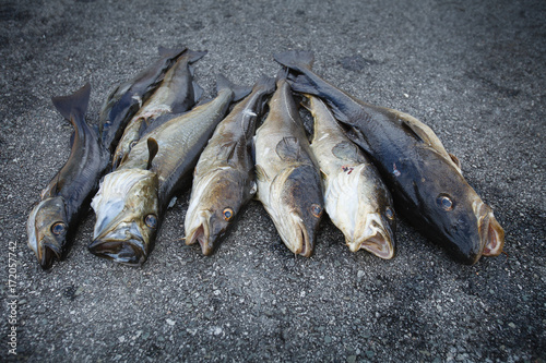 fresh Norwegian fish