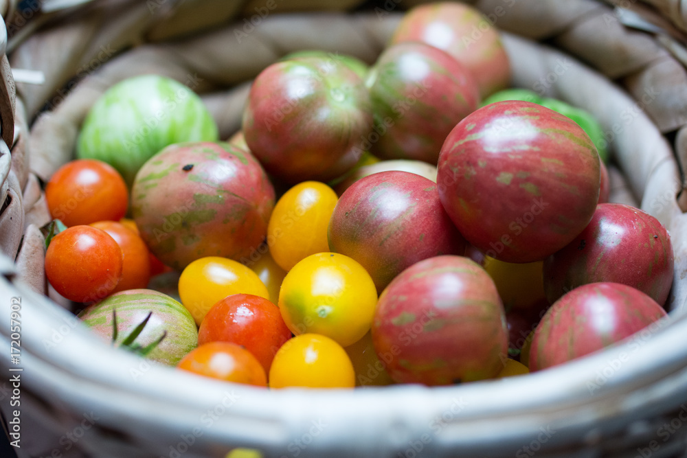 Tomaten bunt -Ernte aus dem Bio Garten im Herbst Tomaten bunt -Ernte aus dem Bio Garten im Herbst
