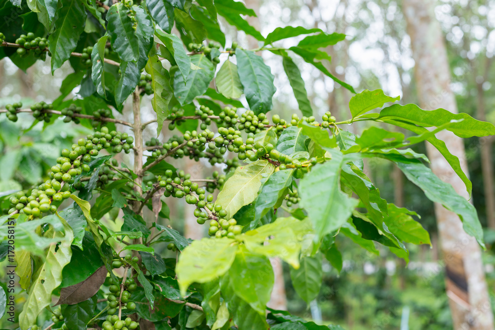 Obraz premium Coffee plantation in rubber tree plantation farm
