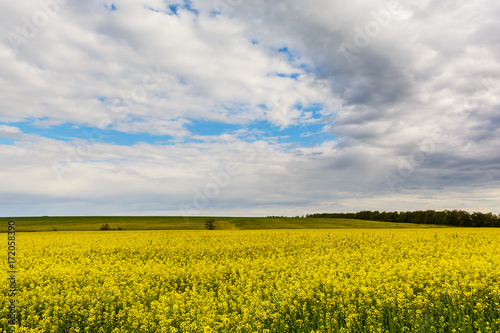 Rapeseed field with bright blue sky