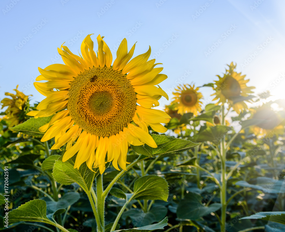 Field of sunflowers . Close up of sunflower against a field Field of sunflowers . Close up of sunflower against a field