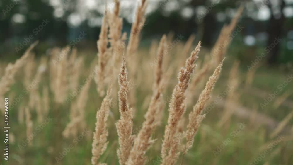 Close-up of beautiful wild grass waves on the wind in the field. 4K Close-up of beautiful wild grass waves on the wind in the field. 4K