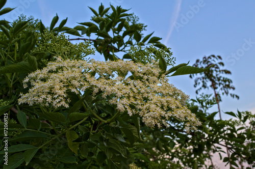 Elder flowers cluster close up photo