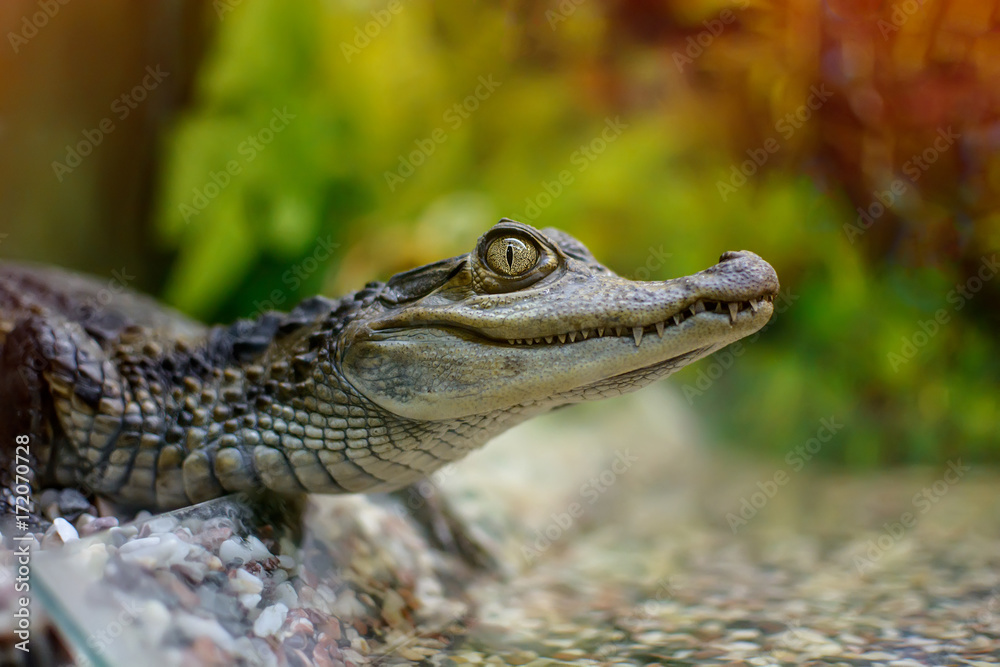 Fototapeta premium small crocodile in a zoo