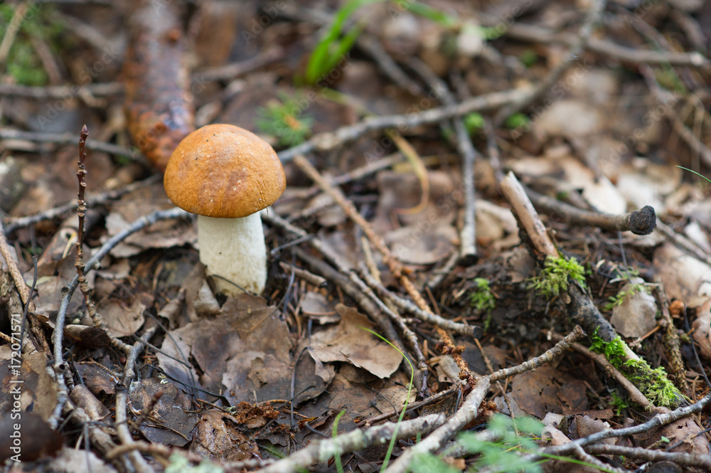 Mushroom in Swedish autumn Forest Mushroom in Swedish autumn Forest